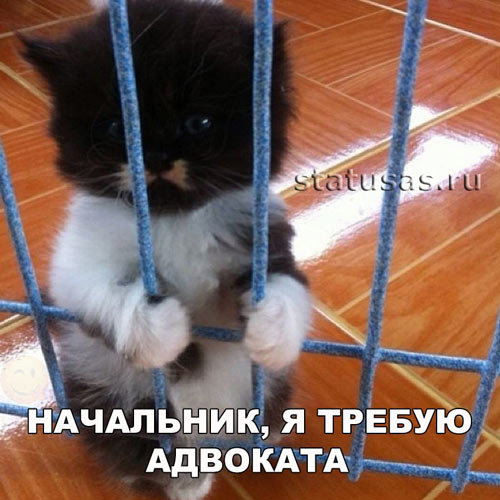 прикольные кошки фото с надписями онлайн прикольные кошки фото с надписями