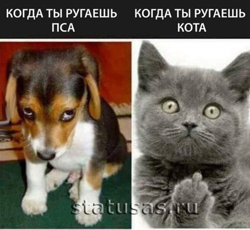 прикольные кошки фото с надписями онлайн прикольные кошки фото с надписями