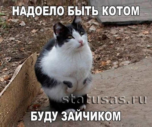 прикольные картинки с надписями и с котами смотреть