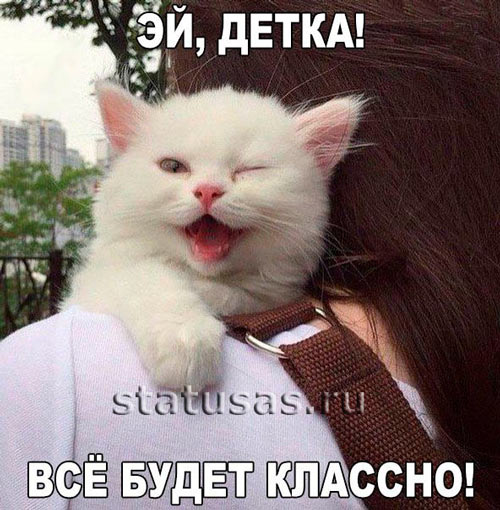 прикольные кошки фото с надписями онлайн прикольные кошки фото с надписями